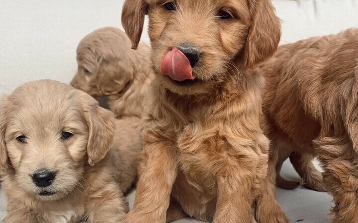 Can Maltipoos Have Grain-Free Food