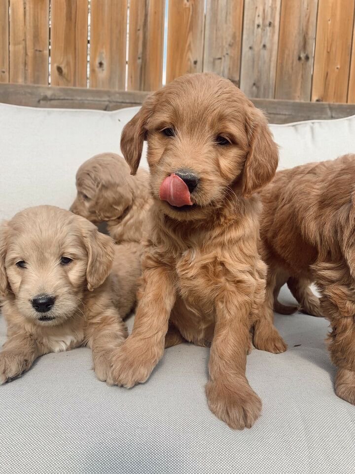 Can Maltipoos Have Grain-Free Food