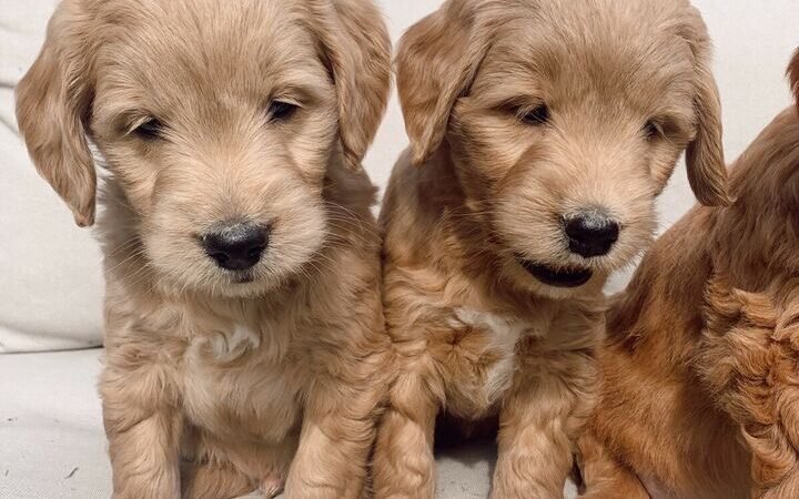 What Treats Are Healthy for Maltipoo Puppies