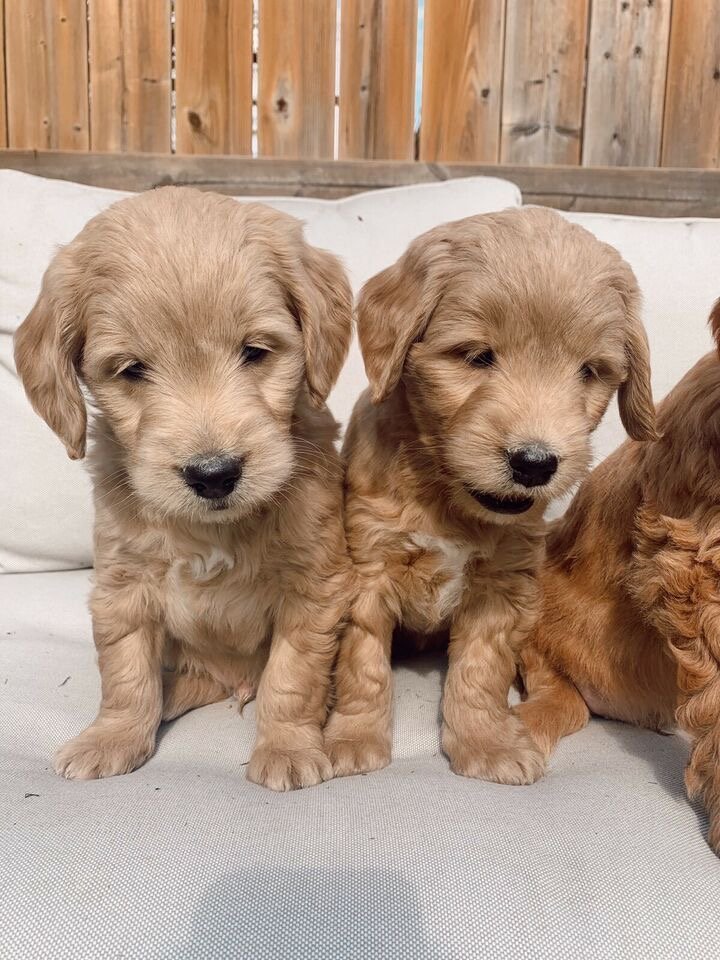 What Treats Are Healthy for Maltipoo Puppies