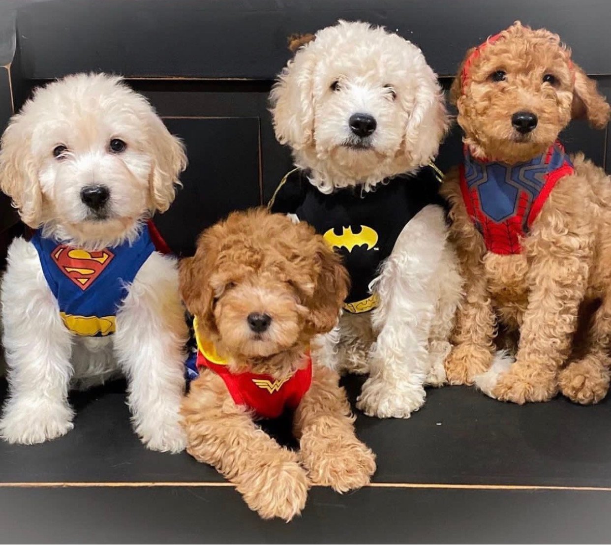 Cockapoo Breeders in Minnesota