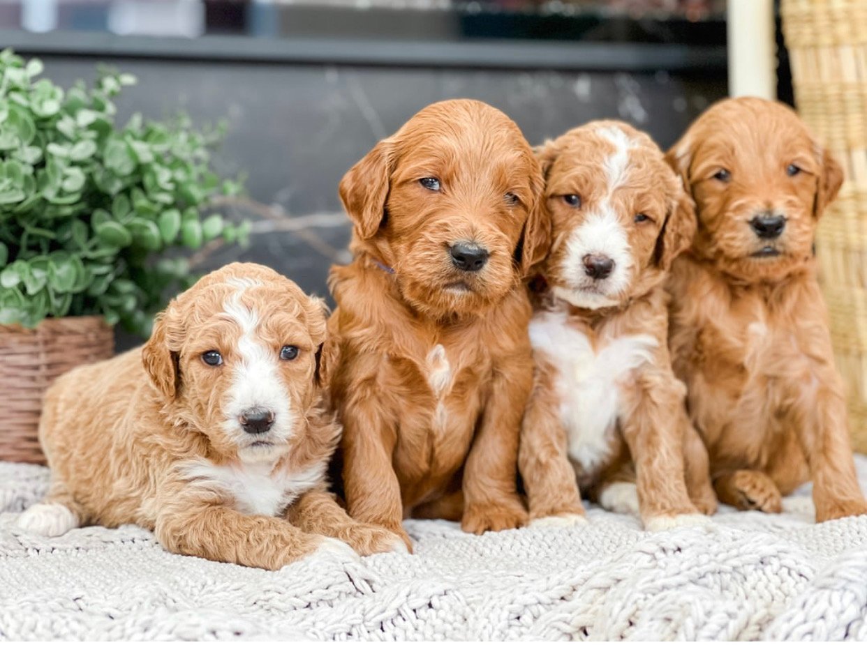 Find Maltipoo Puppies for Sale in North Carolina