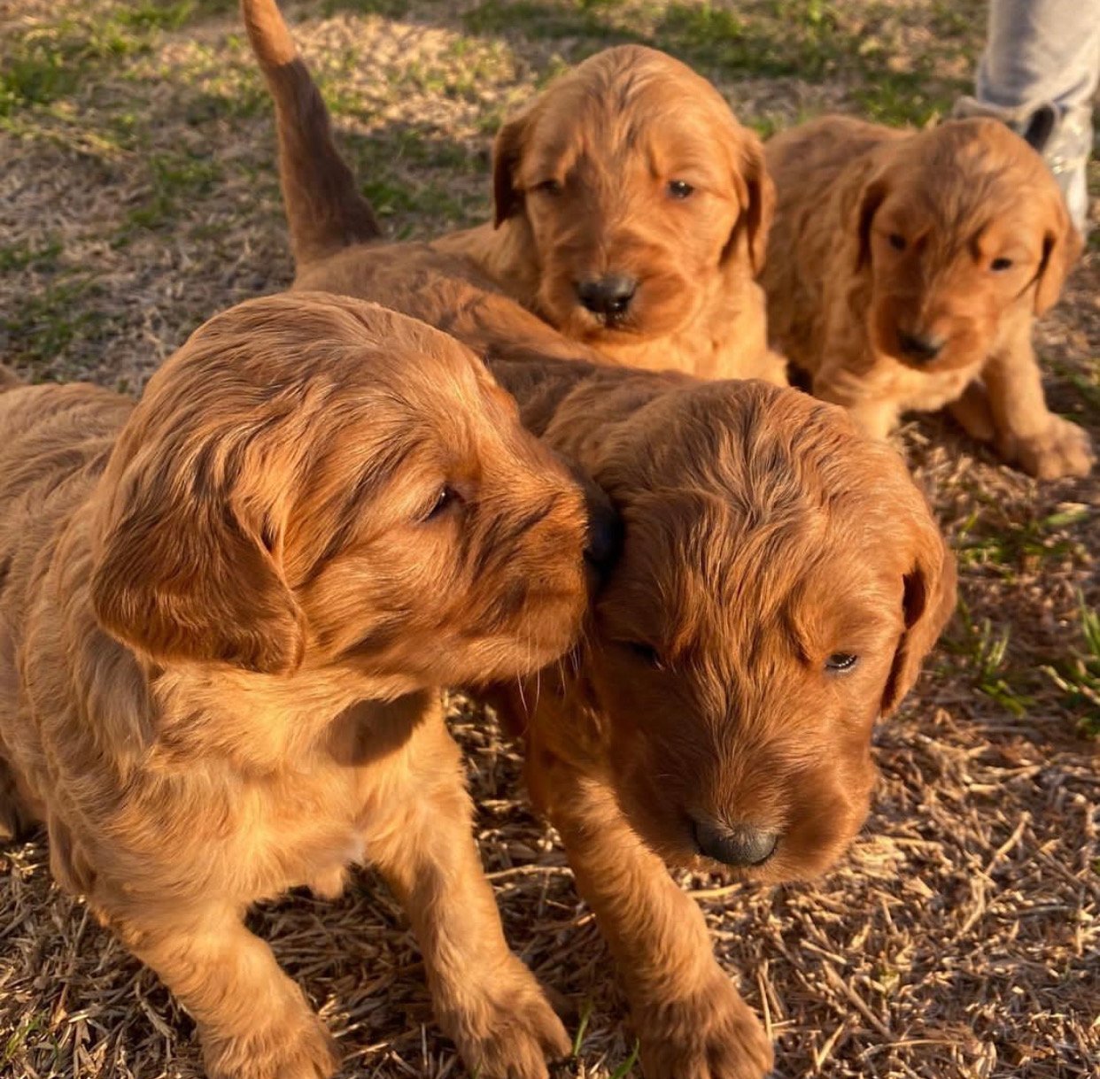 What Treats Are Healthy for Maltipoo Puppies