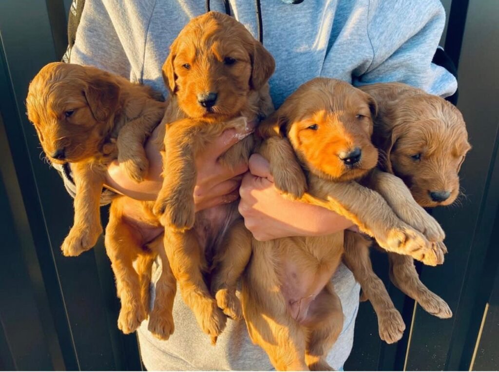 What is a Bernedoodle Puppy