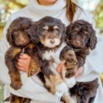What Treats Are Healthy for Maltipoo Puppies