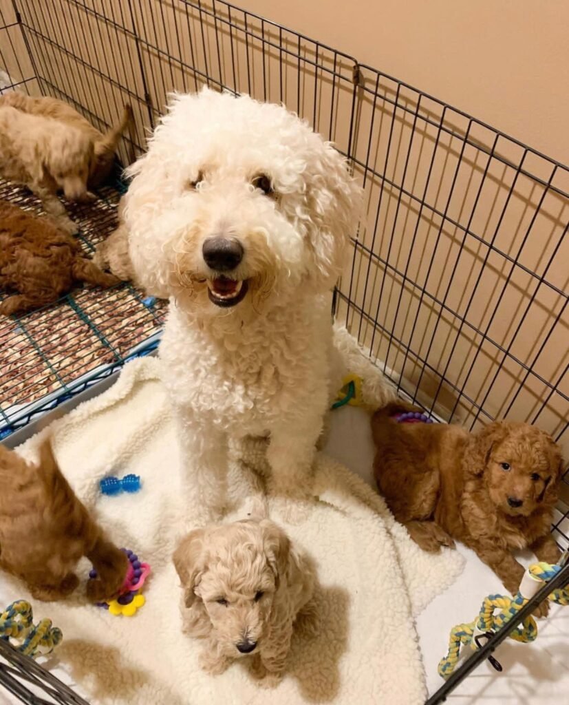 What is a Bernedoodle Puppy