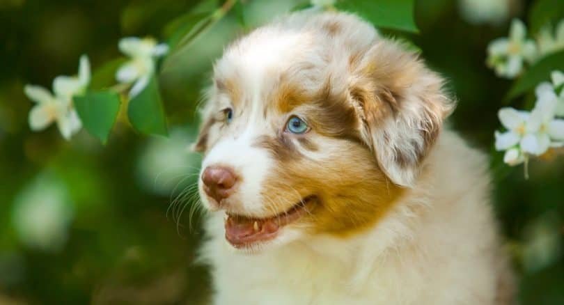 How Often Should I Groom My Bernedoodle Puppy