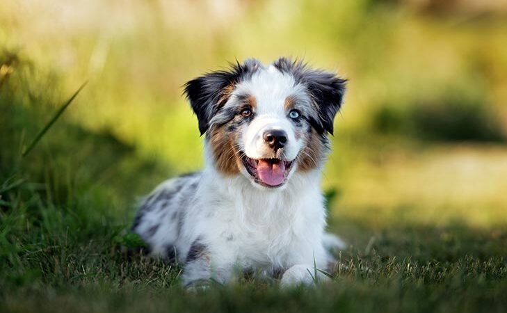 Are Bernedoodles Easy to Train?