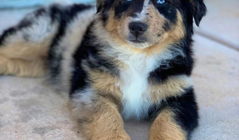 What Are Signs of Dental Problems in Bernedoodles