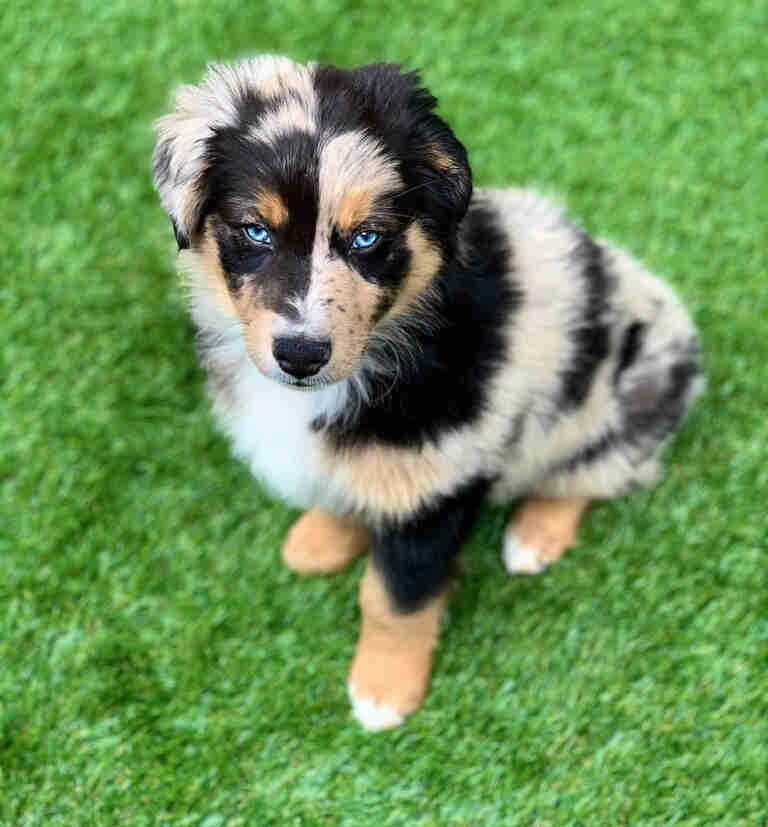 Should I Crate Train My Golden Doodle Puppy