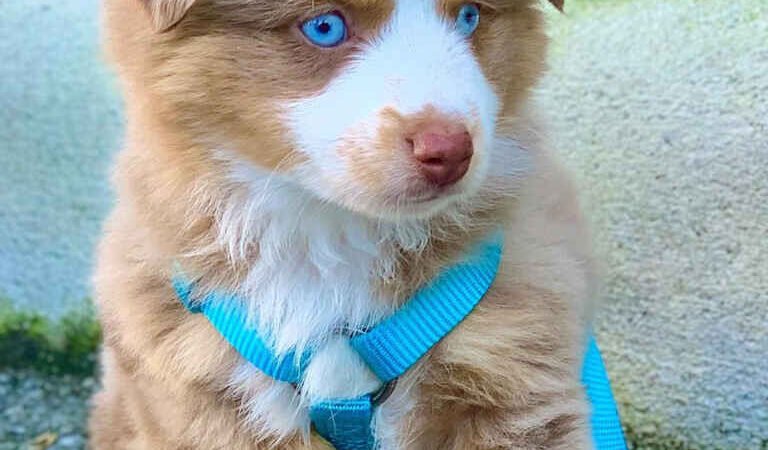 How Do I Stop My Golden Doodle from Biting? A Gentle Training Guide