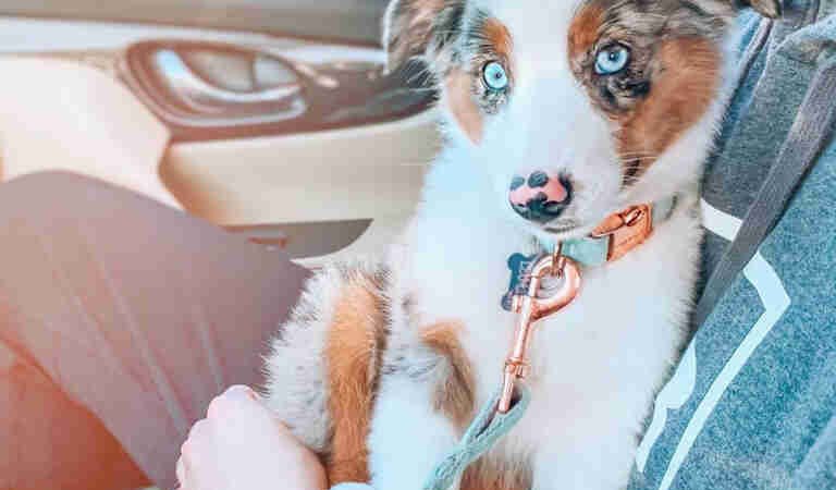 Are Golden Doodles Prone to Health Issues? A Complete Guide for Puppy Parents