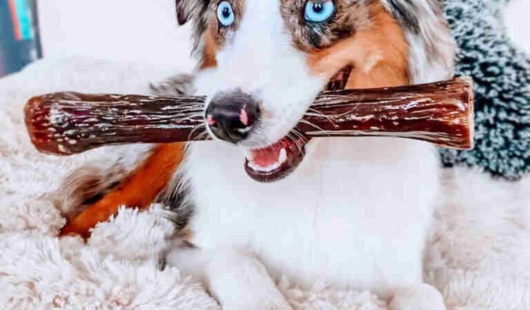 What Are Common Health Problems in Golden Doodles?