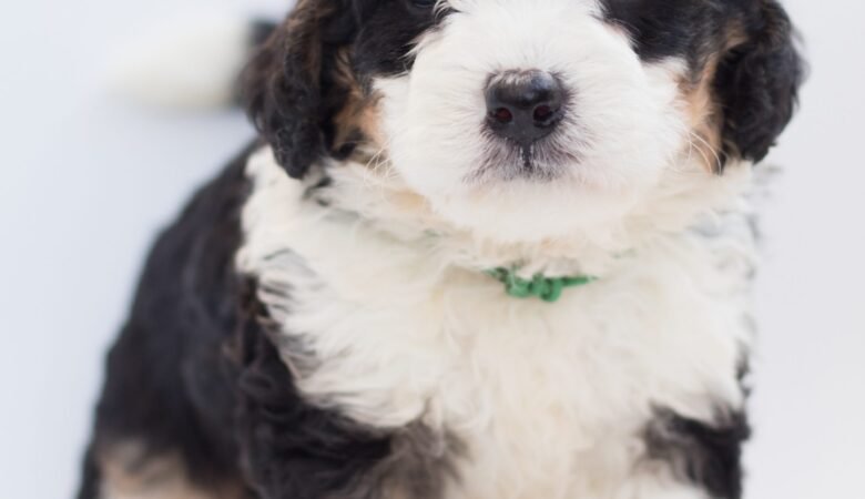 What Is the Best Flea Treatment for Bernedoodles?