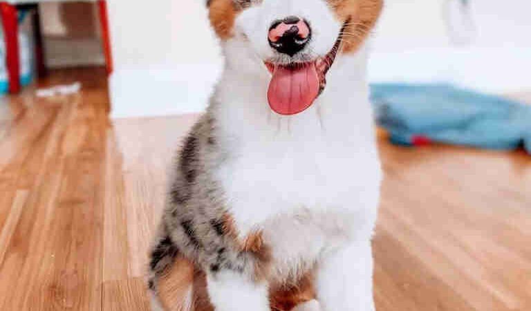 Do Bernedoodles Have Allergies