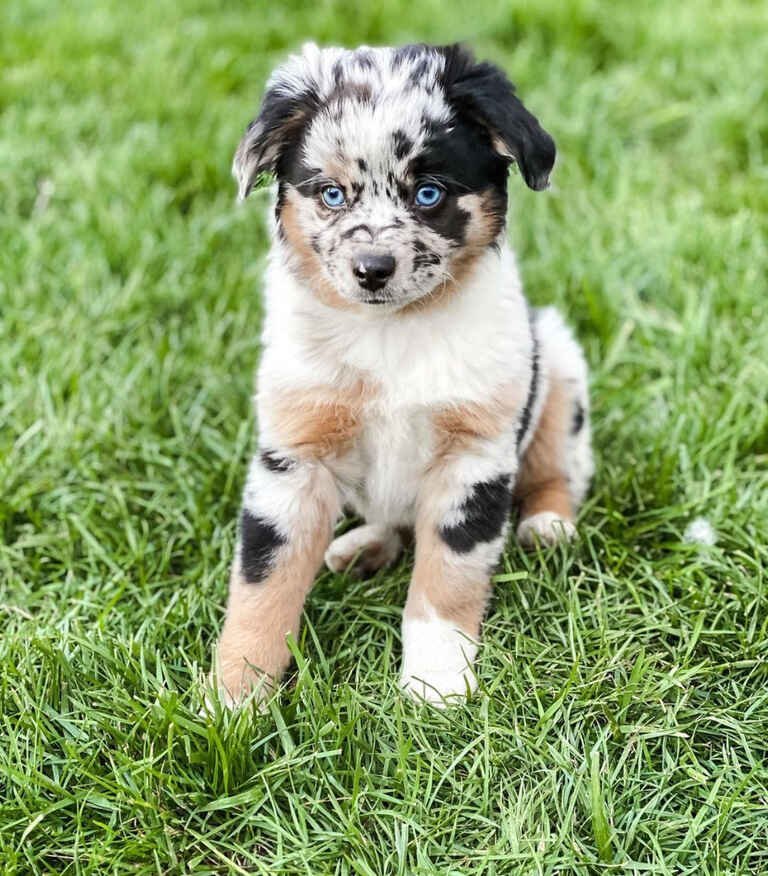 What is a Bernedoodle Puppy?