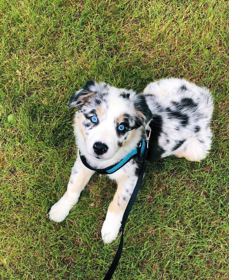 When Should I Spay or Neuter My Golden Doodle