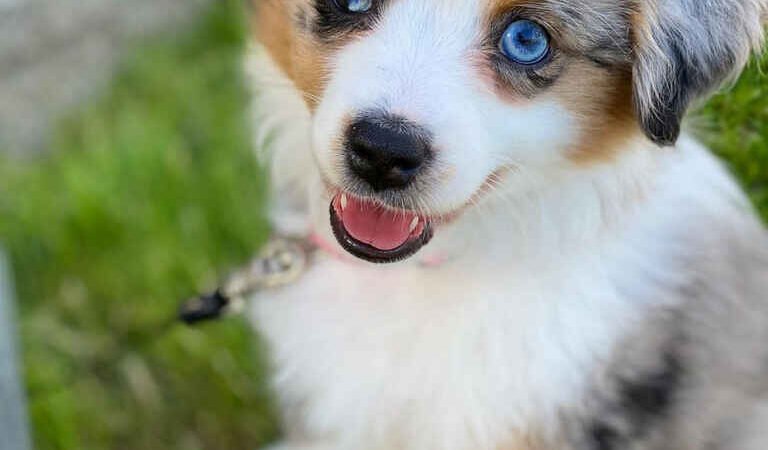 When Do Bernedoodle Puppies Open Their Eyes?