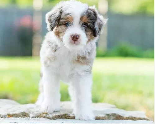 How to Prevent Fleas and Ticks on a Bernedoodle Puppy