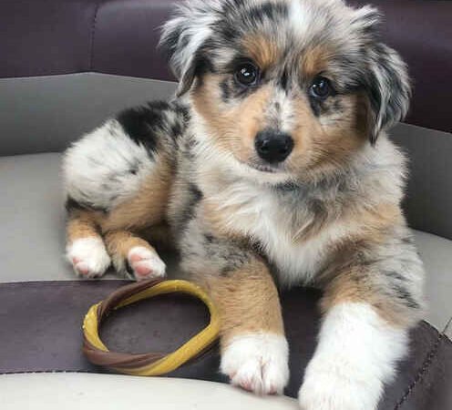 Do Bernedoodles Have Hip Dysplasia