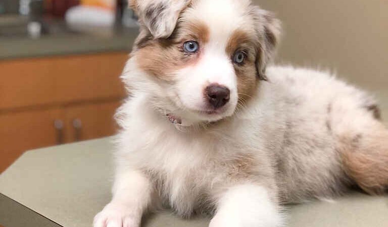 Do Bernedoodles Shed?