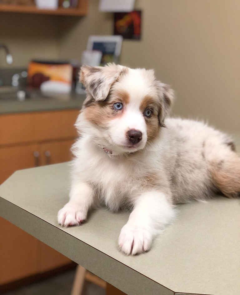 Do Bernedoodles Shed