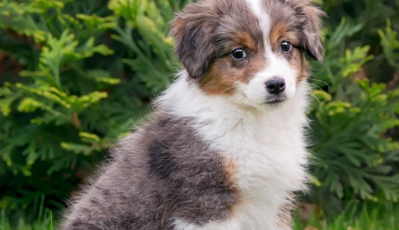 How Often Should I Bathe My Bernedoodle Puppy