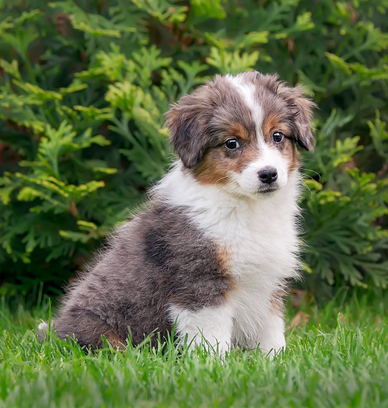 Are Bernedoodles More Like Bernese Mountain Dogs or Poodles