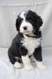 Do Bernedoodles Need Professional Grooming
