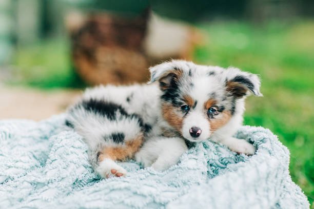 How Social Are Bernedoodles With Other Pets?