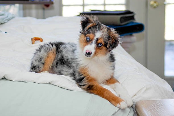 Can Bernedoodles Be Left Alone?