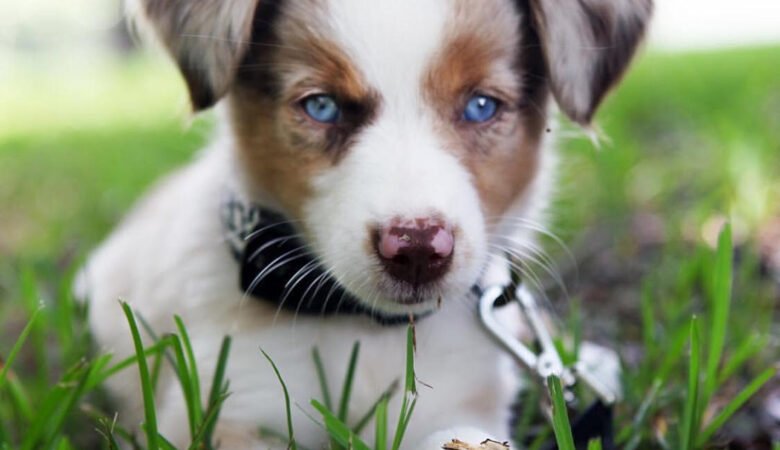What Is the Best Age to Start Training a Bernedoodle Puppy?