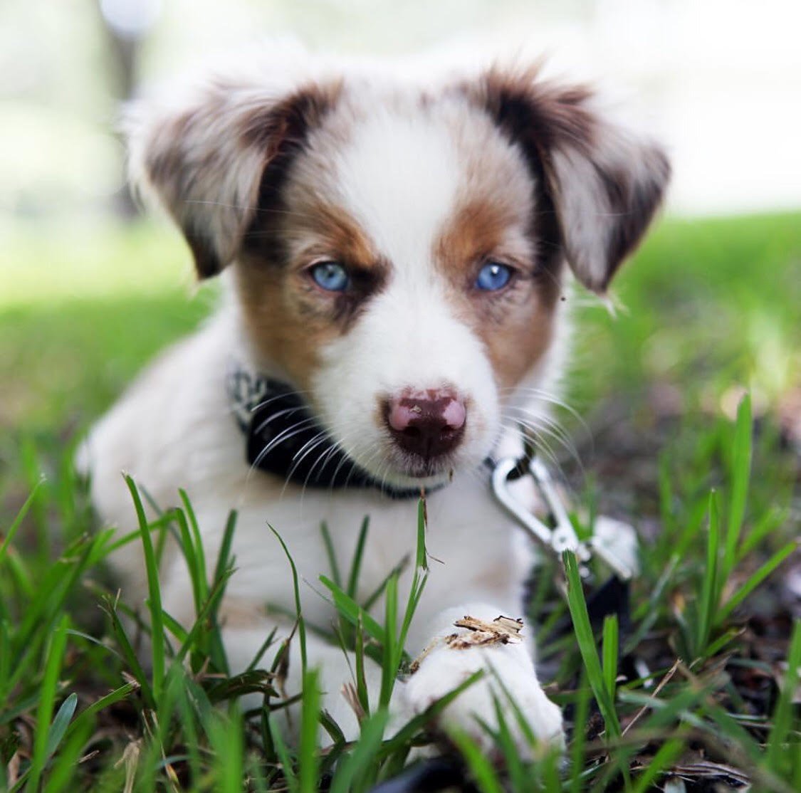 What Is the Best Age to Start Training a Bernedoodle Puppy