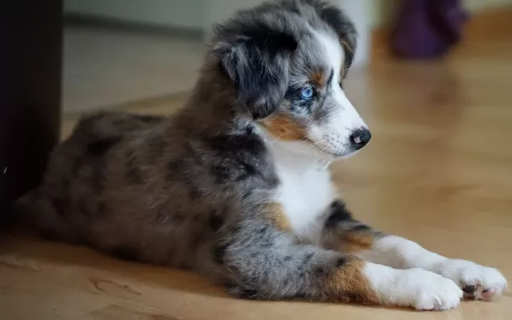 Do Bernedoodles Get Separation Anxiety?