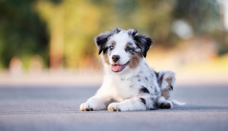 How Do Bernedoodles Behave Around Kids?