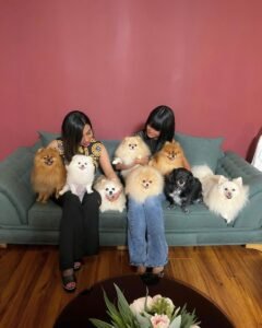 Mini Pomeranian Puppies for Sale