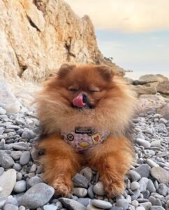 Pomeranian Puppies for Sale