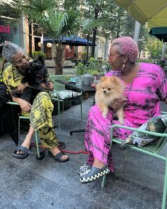 Pomeranian Puppy for Sale Near Me